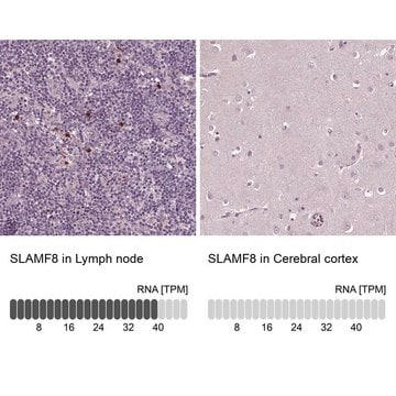 Anti-SLAMF8 antibody produced in rabbit Prestige Antibodies&#174; Powered by Atlas Antibodies, affinity isolated antibody