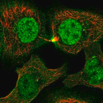 Anti-PLEKHG3 antibody produced in rabbit Prestige Antibodies&#174; Powered by Atlas Antibodies, affinity isolated antibody