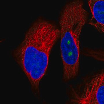 Anti-OSGIN2 antibody produced in rabbit Prestige Antibodies&#174; Powered by Atlas Antibodies, affinity isolated antibody