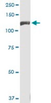 Monoclonal Anti-INSRR antibody produced in mouse clone 5C6, purified immunoglobulin, buffered aqueous solution