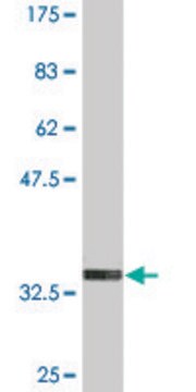 Monoclonal Anti-FOLR2 antibody produced in mouse clone 4B12, purified immunoglobulin, buffered aqueous solution