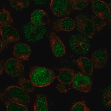 Anti-Prdm13 Antibody Produced In Rabbit Prestige Antibodies&#174; Powered by Atlas Antibodies, affinity isolated antibody, buffered aqueous glycerol solution