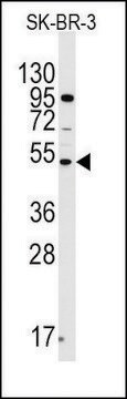 Anti-SNX6 (N-term) antibody produced in rabbit Ig fraction of antiserum, buffered aqueous solution