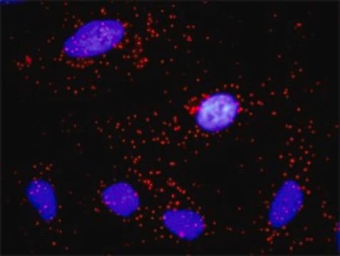 Anti-CCNE1 antibody produced in rabbit IgG fraction of antiserum, buffered aqueous solution