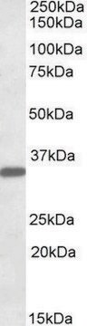 Anti-FGL1 antibody produced in goat affinity isolated antibody, buffered aqueous solution