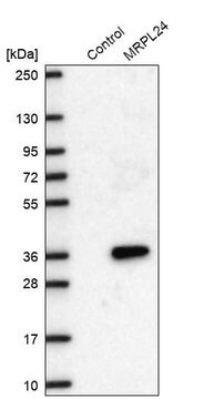 Anti-MRPL24 antibody produced in rabbit Prestige Antibodies&#174; Powered by Atlas Antibodies, affinity isolated antibody