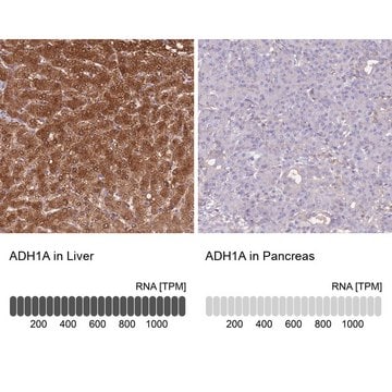 Anti-ADH1A antibody produced in rabbit Prestige Antibodies&#174; Powered by Atlas Antibodies, affinity isolated antibody, buffered aqueous glycerol solution