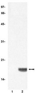 Anti-Histone H3, Acetylated (1-20) Rabbit pAb liquid, Calbiochem&#174;