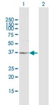 Anti-AKR1B1 antibody produced in rabbit purified immunoglobulin, buffered aqueous solution