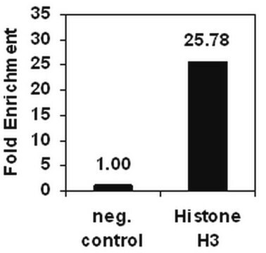 ChIPAb+ Histone H3 (CT) - ChIP Validated Antibody and Primer Set, rabbit monoclonal culture supernatant, from rabbit