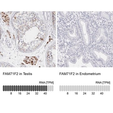 Anti-FAM71F2 antibody produced in rabbit Prestige Antibodies&#174; Powered by Atlas Antibodies, affinity isolated antibody, buffered aqueous glycerol solution