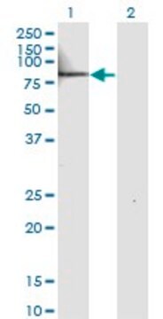 Monoclonal Anti-IL22RA1, (N-terminal) antibody produced in mouse clone 2E6, purified immunoglobulin, buffered aqueous solution