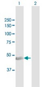 Anti-KRT34 antibody produced in rabbit purified immunoglobulin, buffered aqueous solution