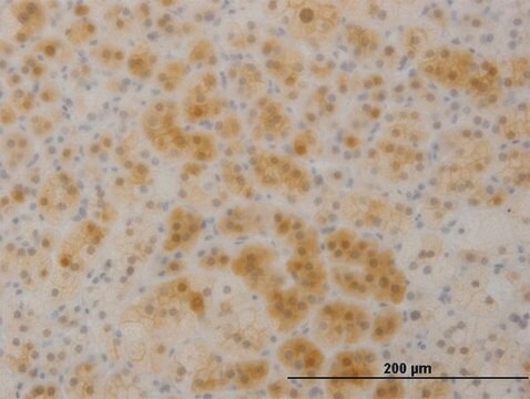 Monoclonal Anti-TTC1 antibody produced in mouse clone 4E3, purified immunoglobulin, buffered aqueous solution