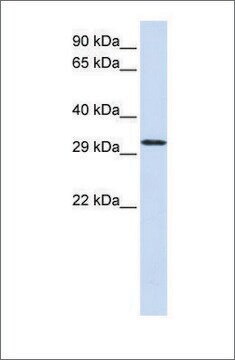 Anti-C21ORF2 antibody produced in rabbit affinity isolated antibody