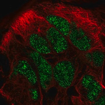 Anti-CAMKMT antibody produced in rabbit Prestige Antibodies&#174; Powered by Atlas Antibodies, affinity isolated antibody