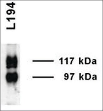 Anti-SLC14A2 antibody produced in rabbit 1&#160;mg/mL, affinity isolated antibody