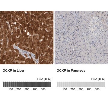 Anti-DCXR antibody produced in rabbit Prestige Antibodies&#174; Powered by Atlas Antibodies, affinity isolated antibody, buffered aqueous glycerol solution, Ab1