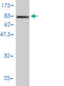 Monoclonal Anti-ICAM1 antibody produced in mouse clone 3H8-2G6, purified immunoglobulin, buffered aqueous solution