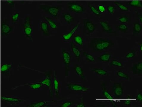 Monoclonal Anti-SNAPC4 antibody produced in mouse clone 3F10, purified immunoglobulin, buffered aqueous solution