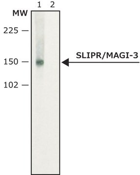 Anti-SLIPR/MAGI-3 antibody produced in rabbit affinity isolated antibody, buffered aqueous solution