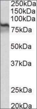 Anti-TGM2 antibody produced in goat affinity isolated antibody, buffered aqueous solution