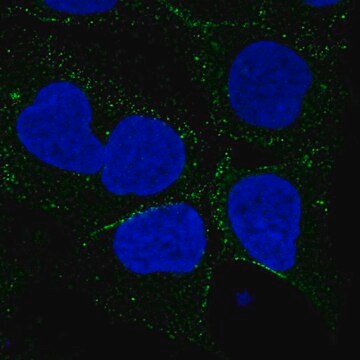 Anti-SMIM8 antibody produced in rabbit Prestige Antibodies&#174; Powered by Atlas Antibodies, affinity isolated antibody