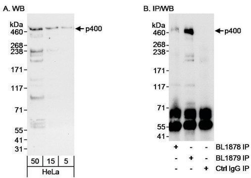 Rabbit anti-p400 Antibody, Affinity Purified Powered by Bethyl Laboratories, Inc.