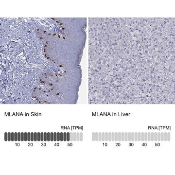 Anti-MLANA antibody produced in rabbit Prestige Antibodies&#174; Powered by Atlas Antibodies, affinity isolated antibody, buffered aqueous glycerol solution