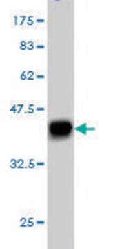 Monoclonal Anti-PUM2 antibody produced in mouse clone 1C8, purified immunoglobulin, buffered aqueous solution