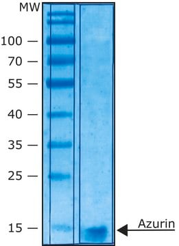 天青蛋白 from Pseudomonas aeruginosa, lyophilized powder