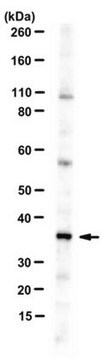 Anti-Prodynorphin/Leumorphin (dynorphin B29) serum, from rabbit