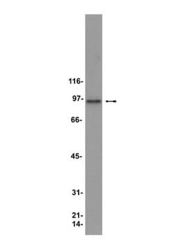 Anti-HSP90 Antibody clone D7a, Upstate&#174;, from mouse