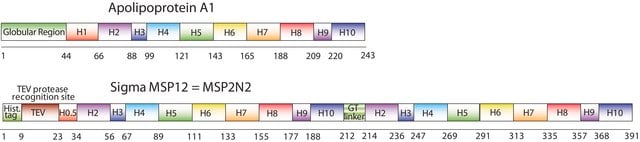 Membrane Scaffold Protein 2N2 recombinant, expressed in E. coli, MSP1D1-MSP1D2 fusion protein