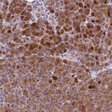 Anti-PZP antibody produced in rabbit Prestige Antibodies&#174; Powered by Atlas Antibodies, affinity isolated antibody, buffered aqueous glycerol solution