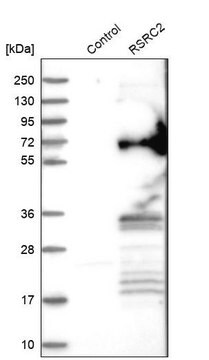 Anti-RSRC2 antibody produced in rabbit Prestige Antibodies&#174; Powered by Atlas Antibodies, affinity isolated antibody, buffered aqueous glycerol solution