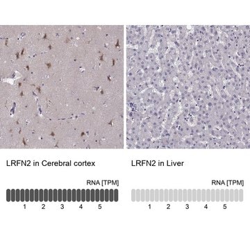 Anti-LRFN2 antibody produced in rabbit Prestige Antibodies&#174; Powered by Atlas Antibodies, affinity isolated antibody