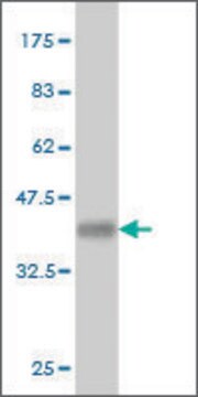 Monoclonal Anti-MYO3A antibody produced in mouse clone 6D10, purified immunoglobulin, buffered aqueous solution