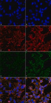 Monoclonal Anti-4-Hydroxynonenal-Atto 488 antibody produced in mouse clone 12F7