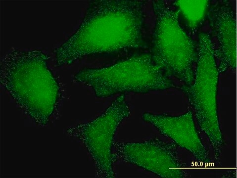 Monoclonal Anti-PRKAG2 antibody produced in mouse clone 3C4, purified immunoglobulin, buffered aqueous solution