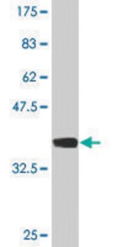 Monoclonal Anti-SPAG6 antibody produced in mouse clone 3E3, purified immunoglobulin, buffered aqueous solution