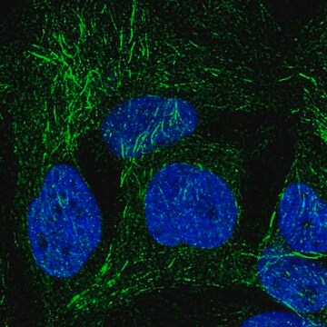 Anti-SPRY2 antibody produced in rabbit Prestige Antibodies&#174; Powered by Atlas Antibodies, affinity isolated antibody