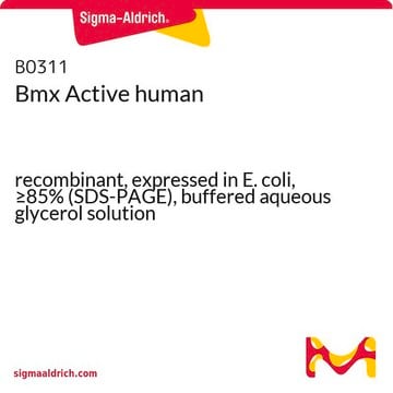 Bmx Active human recombinant, expressed in E. coli, &#8805;85% (SDS-PAGE), buffered aqueous glycerol solution