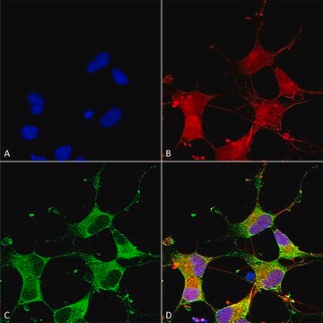 Monoclonal Anti-Nalcn - Fitc antibody produced in mouse clone S187-7, purified immunoglobulin