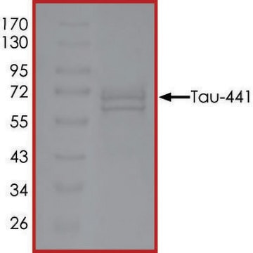 TAU-441, GSK3BETA-Phosphorylated recombinant