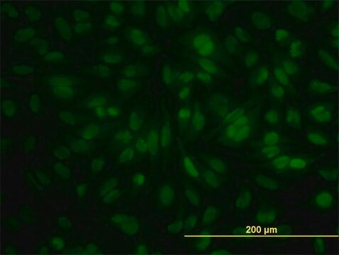 Monoclonal Anti-POGK antibody produced in mouse clone 1A9, purified immunoglobulin, buffered aqueous solution