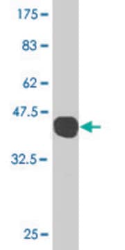 Monoclonal Anti-GADD45G antibody produced in mouse clone 1D3, purified immunoglobulin, buffered aqueous solution