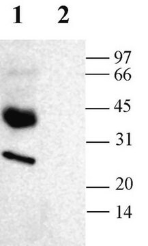 Anti-Aquaporin 3 Antibody Chemicon&#174;, from rabbit