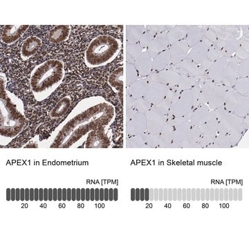 抗-APEX1 兔抗 Prestige Antibodies&#174; Powered by Atlas Antibodies, affinity isolated antibody, buffered aqueous glycerol solution