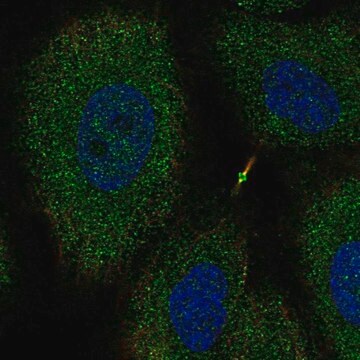 Anti-NTNG2 antibody produced in rabbit Prestige Antibodies&#174; Powered by Atlas Antibodies, affinity isolated antibody